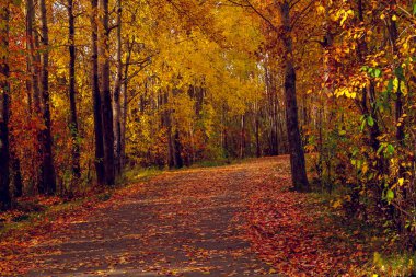 Orman yolu orman boyunca uzanır, düşmüş sarı yapraklarla kaplıdır.