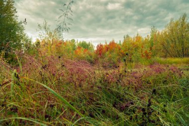 Çiğ sonbahar yaprak döken orman zemin karşı çimlerin üzerine düştü