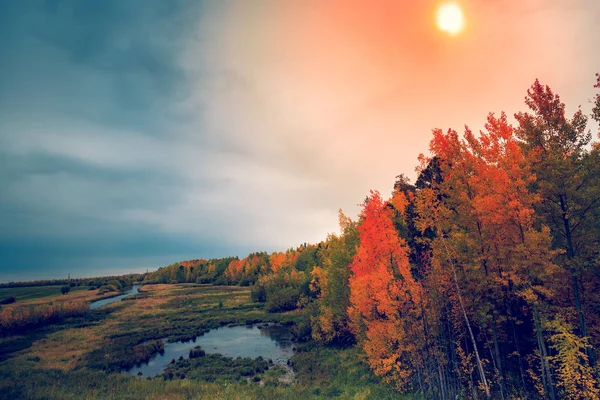 Mixed Forest Hardwoods Yellow Red Leaves Rests Floodplain Dried River — Stock Photo, Image