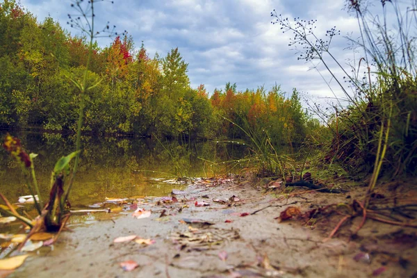 Orvalho Manhã Caiu Sobre Grama Contra Pano Fundo Lago Floresta — Fotografia de Stock