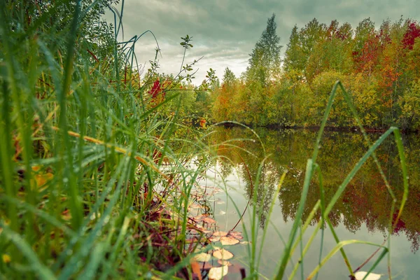 Çim Zemin Bir Göl Sonbahar Yaprak Döken Orman Karşı Çiğ — Stok fotoğraf