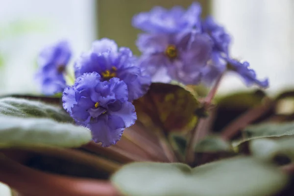 Фиолетовый цветок в горшке на подоконнике — стоковое фото