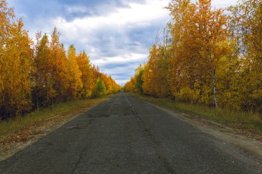 Sonbahar yaprak döken orman eski asfalt yol boyunca Eylül ayında büyür.