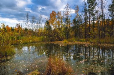 Bir sonbahar Eylül akşamı bir orman sarı-turuncu çiçekler bataklıkta kenarına yakın