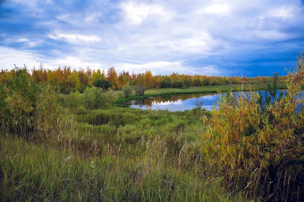 Shores Lake Overgrown Grass Shrubs Backdrop Forest — Stock Photo, Image