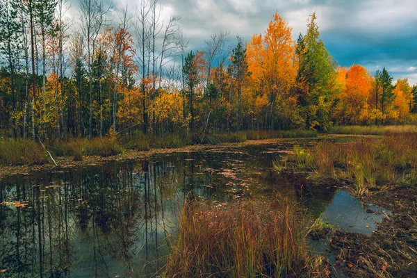 Pomeriggio Autunnale Settembre Vicino Una Foresta Sul Bordo Una Palude — Foto Stock