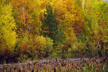 Bataklık sonbahar ormanın zemine karşı dışında Reed uzun bir sap üzerinde sopa