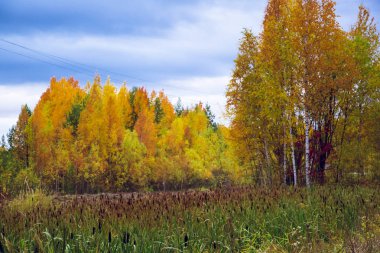 Bataklık sonbahar ormanın zemine karşı dışında Reed uzun bir sap üzerinde sopa