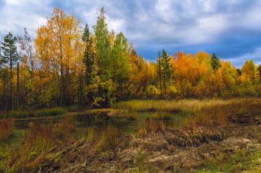 Bir sonbahar Eylül akşamı bir orman sarı-turuncu çiçekler bataklıkta kenarına yakın