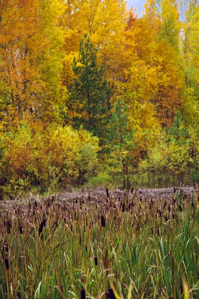 Камыш Длинном Стебле Торчит Болота Фоне Осеннего Леса — стоковое фото