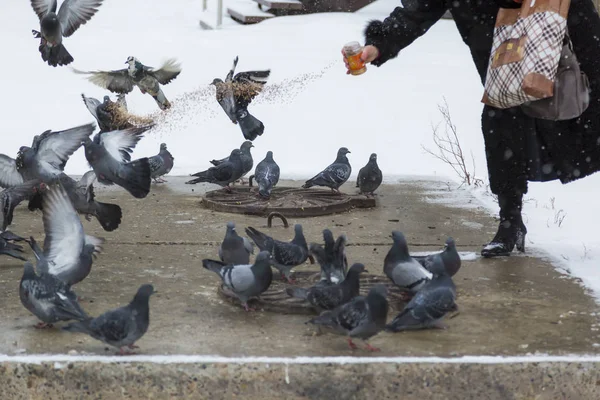 Woman Feeds Millet Wild Pigeons Basking Heating Main — Stock Photo, Image