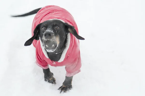 Perro Corre Por Nieve Levantando Cara Sonriendo Enojado —  Fotos de Stock