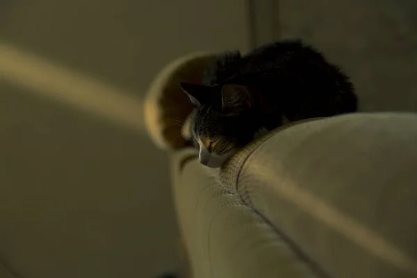 Portrait of a cat on the back of the sofa — Stock Photo, Image