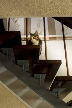 Ahşap merdivende kedi portresi