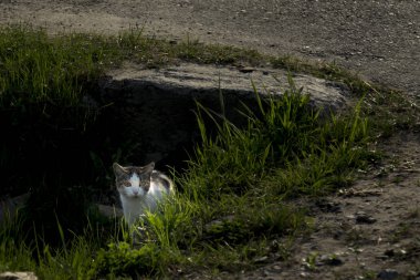 Sarı gözlü kedi portresi