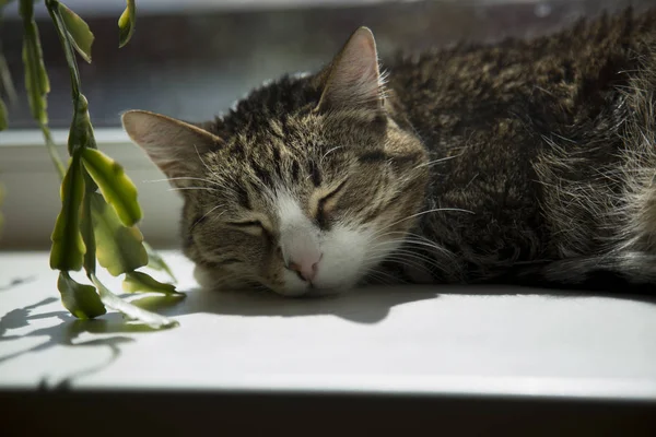 Retrato de um gato adormecido no parapeito da janela — Fotografia de Stock