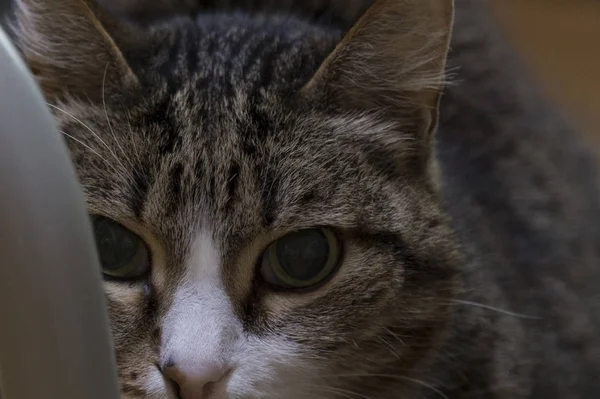 Portrait d'un chat avec un museau blanc — Photo