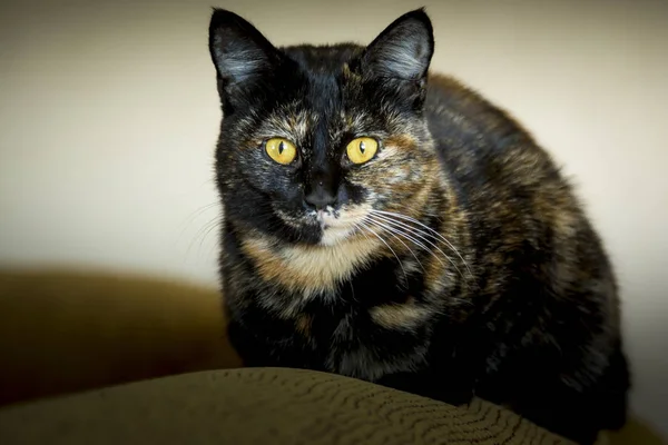 Portret van een kat met een donkere kleur en gele ogen — Stockfoto