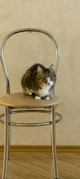 Porträtt av en katt på en stol — Stockfoto