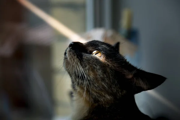 Retrato de un gato con ojos amarillos — Foto de Stock