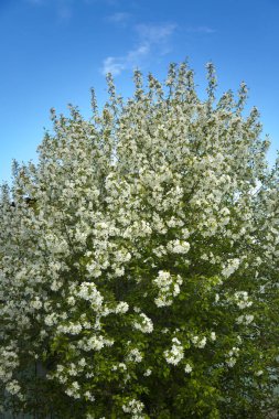 Beyaz çiçekler ile büyük bir çiçekli elma ağacı