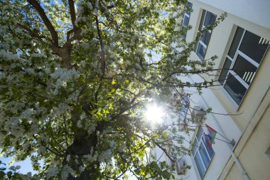 Beyaz çiçekler ile büyük bir çiçekli elma ağacı