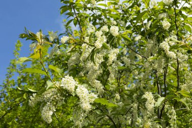 Beyaz çiçekler ile büyük bir çiçekli elma ağacı