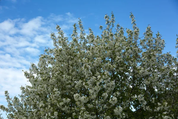 A large flowering apple tree with white flowers — Stock Photo, Image