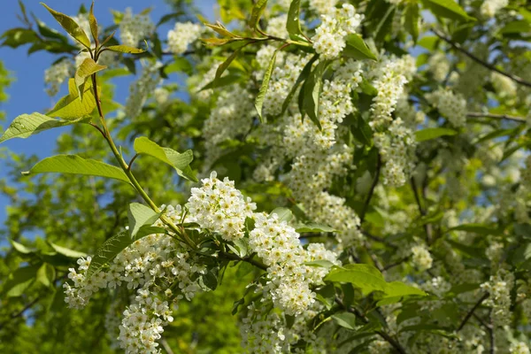 Beyaz çiçekler ile büyük bir çiçekli elma ağacı