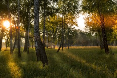 Eylülün başında huş ağacında gün doğumu
