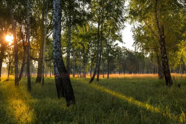 Eylülün başında huş ağacında gün doğumu