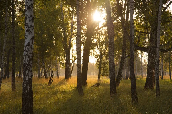 Eylülün başında huş ağacında gün doğumu — Stok fotoğraf