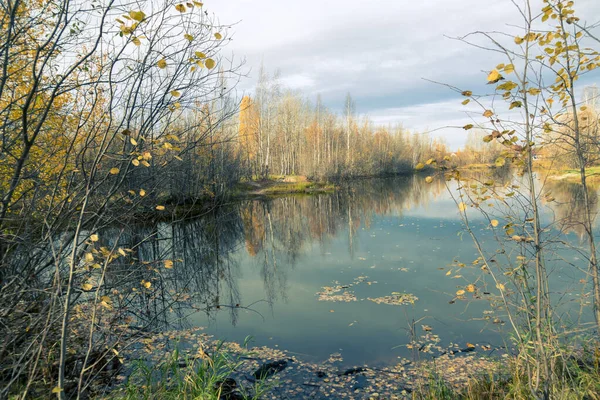 Lago Foresta Ricoperto Erba Piccola Foresta Decidua Arbusti Nei Colori — Foto Stock