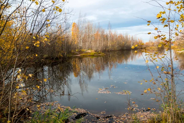 Der Waldsee Überwuchert Mit Gras Kleinen Laubwäldern Und Sträuchern Gelb — Stockfoto