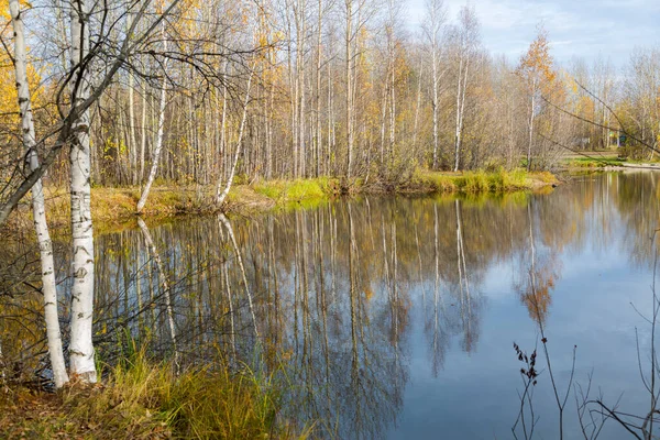 Лісове Озеро Вирощене Травою Дрібні Листяні Ліси Чагарники Жовто Червоних — стокове фото