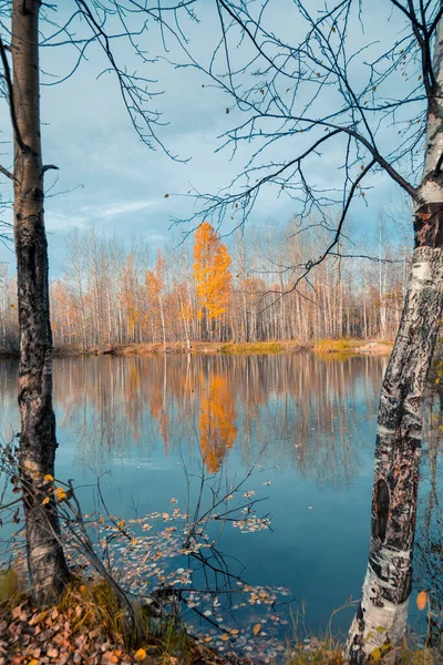 Lago Floresta Coberto Com Grama Pequena Floresta Caduca Arbustos Cores — Fotografia de Stock