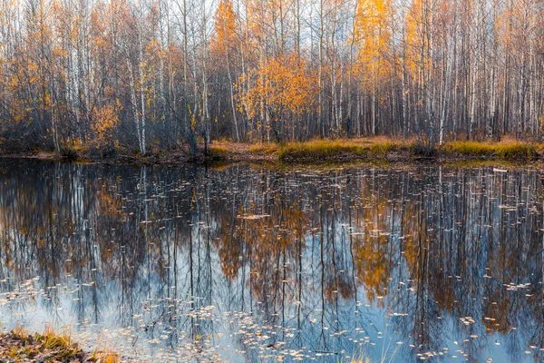 Δασική Λίμνη Κατάφυτη Γρασίδι Μικρά Φυλλοβόλα Δάση Και Θάμνους Κίτρινα — Φωτογραφία Αρχείου