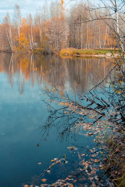 Der Waldsee Überwuchert Mit Gras Kleinen Laubwäldern Und Sträuchern Gelb — Stockfoto