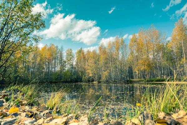 Lac Forestier Recouvert Herbe Petites Forêts Caduques Arbustes Aux Couleurs — Photo