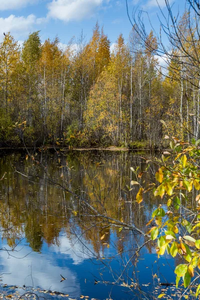 황록색 색깔의 낙엽수림과 관목으로 뒤덮인 — 스톡 사진