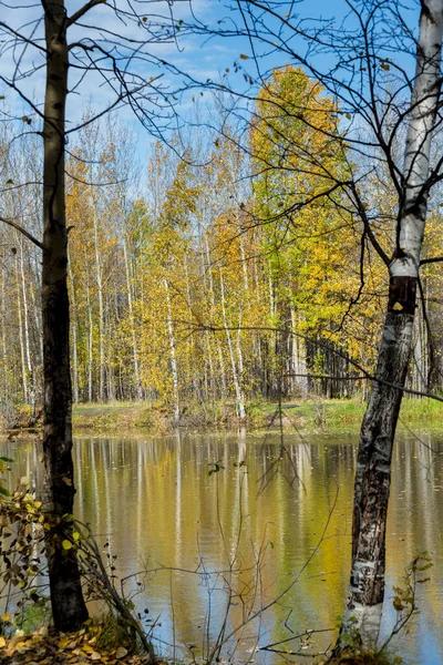 Лісове Озеро Вирощене Травою Дрібні Листяні Ліси Чагарники Жовто Червоних — стокове фото