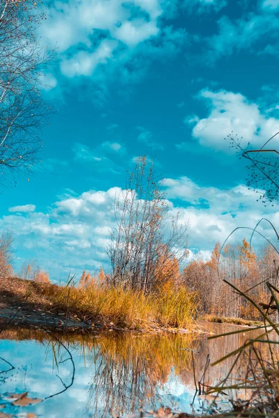 Lago Floresta Coberto Com Grama Pequena Floresta Caduca Arbustos Cores — Fotografia de Stock