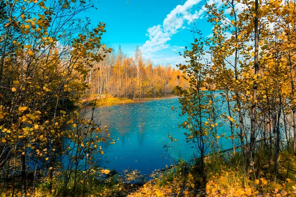 Het Bos Meer Begroeid Met Gras Kleine Loofbos Struiken Geel — Stockfoto