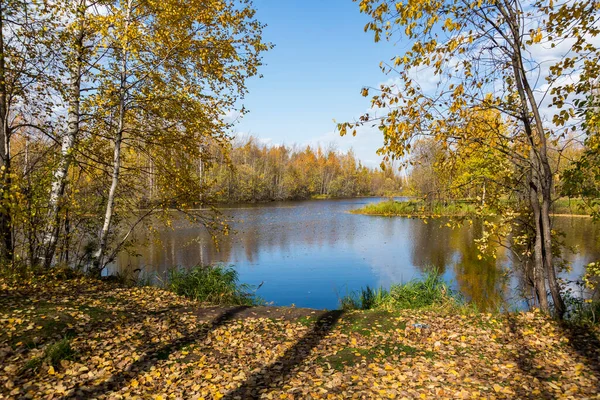 Лісове Озеро Вирощене Травою Дрібні Листяні Ліси Чагарники Жовто Червоних — стокове фото