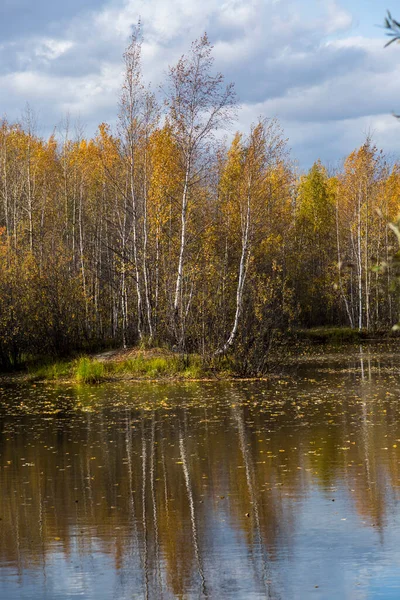 Lac Forestier Recouvert Herbe Petites Forêts Caduques Arbustes Aux Couleurs — Photo