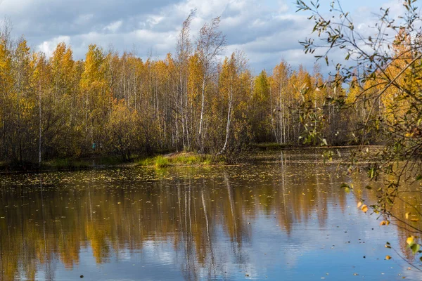 Forest Lake Overgrown Grass Small Deciduous Forest Shrubs Yellow Red — Stock Photo, Image