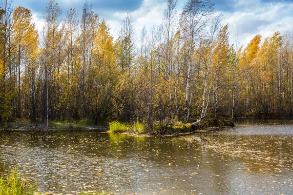 Forest Lake Overgrown Grass Small Deciduous Forest Shrubs Yellow Red — Stock Photo, Image