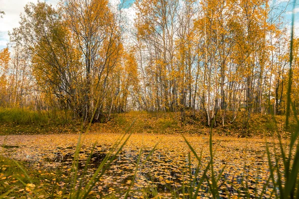 Estrada Florestal Que Leva Longo Floresta Coberta Com Folhas Amarelas — Fotografia de Stock