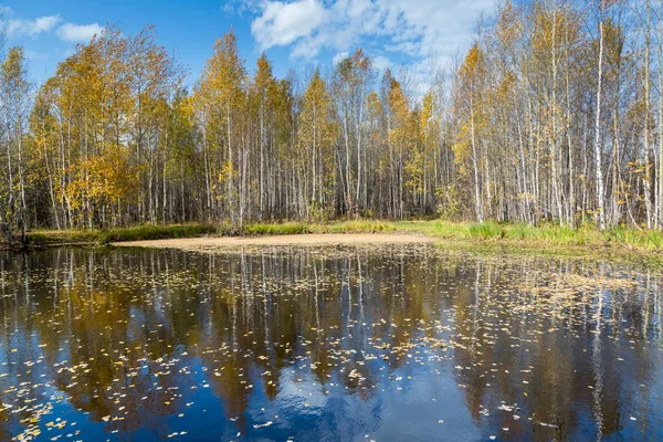 Skogssjön Överväxt Med Gräs Liten Lövskog Och Buskar Gul Röda — Stockfoto