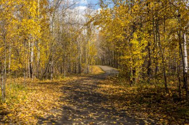 Orman yolu orman boyunca uzanır, düşmüş sarı yapraklarla kaplıdır.